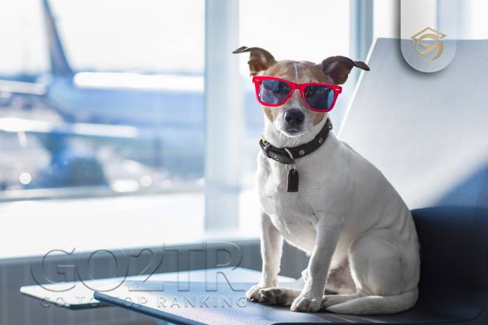 شرایط سفر حیوانات خانگی با هواپیما - GO2TR
